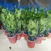 Venta al por mayor Planta de Flor de Interior Plantas en Maceta Árbol Feliz Árbol Rico Tesoro Verde Planta Verde Plantas en Maceta Florales de Balcón y Plantas Verdes