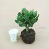 Árbol de Jade en Maceta con Hojas Grandes, Planta Suculenta, Lirio de la Paz, Planta Verde Purificadora de Aire de Interior y Flor