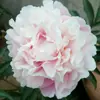 Mudas de peônia com botões e grandes torrões de raiz, adequadas para plantio em todas as estações, produzindo flores e são plantas perenes. São ideais para cultivo em vasos e têm uma fragrância forte. Estes são bulbos de peônia de pétalas duplas