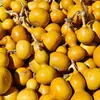 Calabazas Suaves Bellamente Elaboradas para Manipular y Coleccionar, Calabazas de Piel Morada con Pátina, Calabazas Retorcidas a Mano, Artículos de Mano, Calabazas para Vendedores Ambulantes al por Mayor