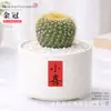Plantas Suculentas de Interior, Cactos Pequenos em Vasos, Flores, Plantas Verdes, Escritório, Jardim de Infância, Mesa, Suculentas Tipo Cacto