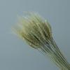 Espigas de Trigo, Espigas de Arroz, Trigo, Espigas de Trigo, Flores Secas, Decoração de Plantas Naturais, Adereços para Fotos, Cesta de Flores para Abertura, Arranjo de Flores, Buquê Seco