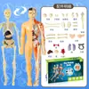 Modelo de Estrutura Humana Órgão Osso Removível Montado Corpo 3D Vísceras Anatomia Médica Biológica Brinquedo Infantil