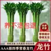 Plantas de Bambú con Raíces, Como el Bambú de la Suerte, Son Plantas de Interior en Maceta Fáciles de Cuidar para la Sala de Estar, Adecuadas para Cultivo Hidropónico
