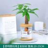Planta Hidropônica Gardênia e Aspargo Bonsai de Mesa Planta Verde Sorte Vermelha Pequena Planta em Vaso Pequena Planta Verde de Mesa de Escritório