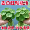 Plantas acuáticas de lenteja de agua redondas para paisajismo de acuarios, plantas acuáticas decorativas especiales para estanques de peces, plantas hidropónicas, plantas reales purificadoras de agua