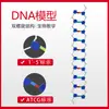 Modelo de Estrutura de Hélice Dupla de DNA para Ensino Médio Modelo de Estrutura Molecular Grande 60cm com Base Pares de Bases Base Genética