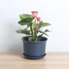 Vaso de Flor de Resina, Redondo, Grande, Cerâmica de Imitação, Espessado, Planta de Rabanete Verde para Interior, Suculenta em Vaso, Vaso de Flor de Plástico, Extra Grande