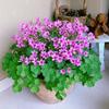 Trébol Perenne de Hojas Moradas, Trébol de Cuatro Hojas, Flor de Bulbo de Tres Hojas Estilo Jardín en Maceta, Bueno para Alimentar