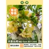 Plántula de Osmanthus en Maceta Osmanthus de Cuatro Estaciones Osmanthus Dorado Planta de Interior de Aroma Fuerte Patio Árbol Grande Dorado Maceta Flor Plantación en Suelo