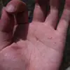 Urso Avó Raposa Akita Gancho Solto Ultra Fino Sem Farpa Gancho Raposa Akita Gancho Fino em Tira Sem Farpa com Farpa Gancho de Pesca Ultra Fino
