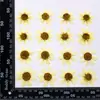 Espécimes de plantas de Coreopsis secas ao ar Livre Materiais de flores secas podem ser usados como matérias-primas para a produção de capinhas de celular de gota de borracha feitas à mão