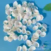 Artesanías de Caracolas Naturales Vendidas por Libra para Acuarios, Fotografía, Educación de Estudiantes y Niños, Minería y Uso Marino