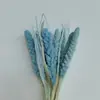 Espiga de mijo, flor seca natural de Yunnan, color arroz, ramo de flores, decoración del hogar, accesorios de tiro, inserción DIY