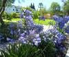 Sementes de Centáurea Perene no Atacado de Várias Regiões, Sementes de Dianthus Multicolores, Flores Medicinais, Flores de Trigo Gigantes, Sementes para Jardinagem