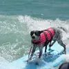 Cachorro Grande e Pequeno Fato de Banho Tamanho Completo Verão Exterior Refletivo Flutuabilidade Animal de Estimação Brincar Água Treino Colete Salva-Vidas Esportes
