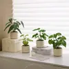 Plantas Verdes, Vasos Pequenos, Árvore da Fortuna Semelhante para Mesas de Escritório Internas, Mesas de Centro de Sala de Estar, Flores Artificiais e Arranjos Florais