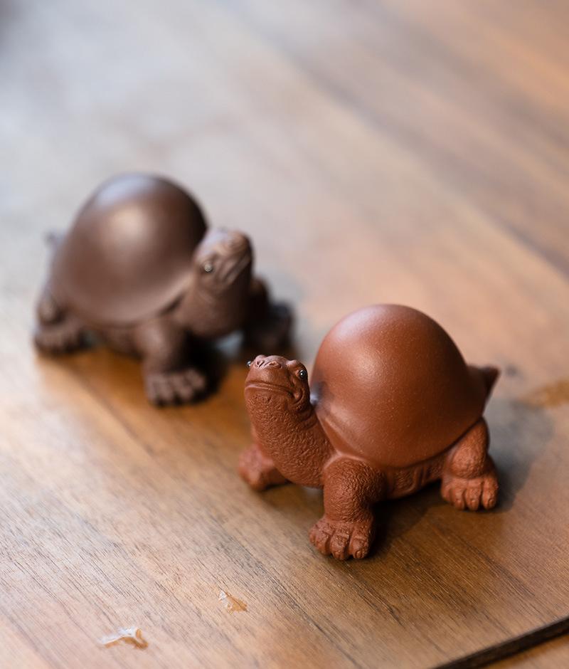 将军龟20210806 (5).jpg