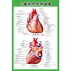 Estructura Promocional Diagrama Sistema Diagrama Esquemático Anatomía Médica Órganos Humanos Cartel de Pared Corazón Órganos Internos Hospital Cuerpo Humano