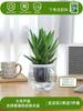 Envío directo Aloe Vera en maceta Interior Dormitorio Purificador de aire Resistente a la sequía Florales y Plantas Verdes Escritorio de oficina Buen almacenamiento