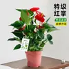Bambu da Sorte Bambu Lótus Planta em Vaso Planta de Interior para Escritório Passo a Passo Bambu Alto Micro Paisagem Planta Verde de Mesa Bonsai Fácil de Cuidar