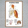 Estructura Promocional Diagrama Sistema Diagrama Esquemático Anatomía Médica Órganos Humanos Cartel de Pared Corazón Órganos Internos Hospital Cuerpo Humano