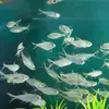 Cola Negra Anzuelo Grande Pez Bandera Viviente Pez Linterna Pequeño Tanque de Peces Grupo de Tour Peces Ornamentales Tropicales Granja de Peces Paquete de Venta Directa