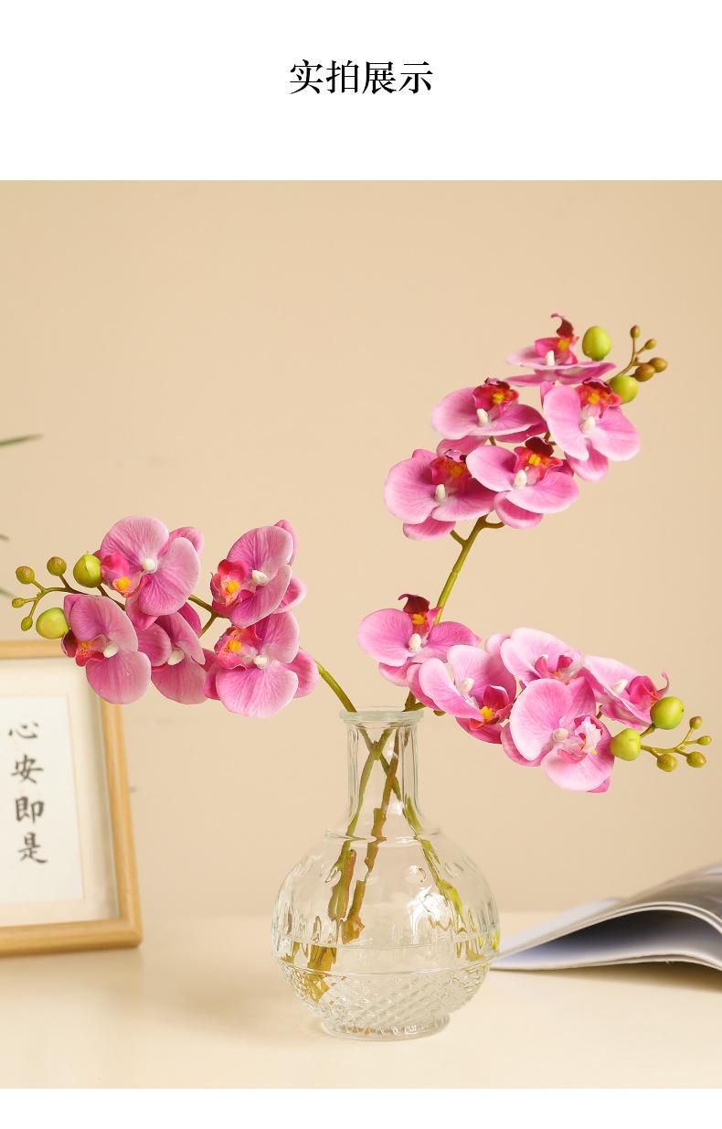 烟雨5头蝴蝶兰_05.jpg