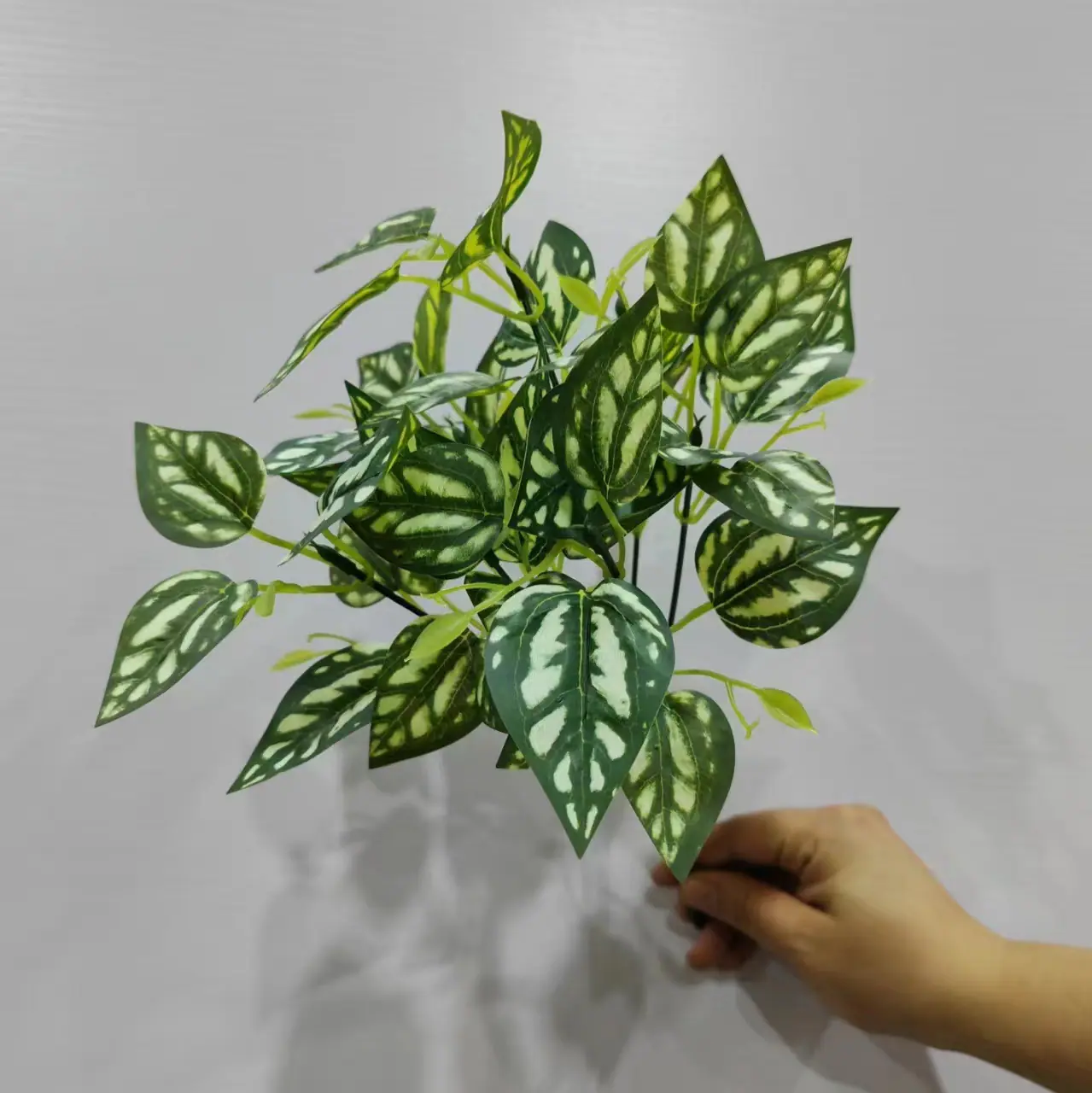 冷水花.jpg