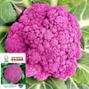 Semillas de Musgo de Brócoli al por Mayor Semillas de Coliflor Amarillo-Verde Otoño e Invierno Coliflor Morada Semillas de Verdura de Brócoli