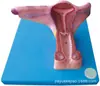 Modelo Anatômico do Útero Modelo: Yj/Sz0009 Material de PVC Modelo do Sistema Reprodutor do Corpo Humano