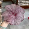 Goma para el pelo de malla con lunares, estilo dulce y textura esponjosa, elegante y con clase, para coleta de mujer