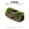 Aquário Musgo Terrário Planta Aquática Paisagismo Planta Real Tanque de Esconderijo para Peixes e Camarões Casa de Camarão Pequeno Ornamento Casa de Esconderijo para Criação de Peixes Pequenos