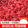 Lombrices Rojas Vivas Cebo Vivo Lombrices Macho Extra Grandes Cebo para Peces Cebo de Fondo Lombrices de Tierra Carpa Cruciana Pesca Salvaje Cebo Rana Trueno Otro