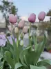 Bulbos de Tulipán, Tulipanes Holandeses, Bulbos Grandes Multicolor, Ajardinamiento de Parques, Cultivo en Suelo, Cultivo Hidropónico, Tulipanes Fáciles de Cultivar