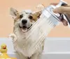 Cabezal de Ducha para Mascotas con Cepillo Masajeador, Diseño de Pata de Gato Rociador de Baño de Alta Presión para Perros y Gatos
