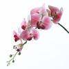 Flor artificial 7 cabezas tacto 3D Phalaenopsis flor falsa flor de seda decoración del hogar arreglo floral bonsái orquídea tacto pegamento hidratante