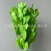 Arranjo de flores eternas folha laranja com ramos de folhagem, materiais florais DIY com toque de alta qualidade, atacado de fabricante de Yunnan, decoração de flores eternas