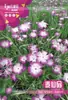 Atacado Sementes de Flores de 25 Anos Gipsofila Girassol Cosmos Capim de 100 Dias Girassol Hortelã Tigela Sementes de Lótus