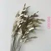 Hierba Xiao Pan Flor Eterna Yunnan Fábrica de Flores Secas Venta al por Mayor Nuevos Clientes Disfrutan de Buenos Regalos Regalo de Navidad Accesorios para Sesiones de Fotos