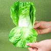 Verduras falsas juguetes de educación temprana para niños hojas de lechuga hojas grandes accesorios de decoración de restaurante modelo de frutas y verduras lechuga de simulación