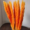 Flor Eterna Pequeno Junco Buquê de Flores Secas Decoração de Casa Floral Casamento Aniversário Presente Flores Estilo Ins Flores Feitas à Mão