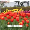 Tulipa 5 Graus Bulbo Perene Bulbo Grande Resistente ao Inverno Cultivo em Solo Planta Flor Hidropônica para Plantio em Jardim Externo