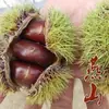 Uma muda de castanha para entrega, extra grande, plantada no norte e sul, Dahongpao, e frutificando no mesmo ano, plantada em Qianxi, castanheiras enxertadas