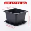 Maceta Cuadrada Engrosada Transpirable para Sedum Maceta para Flores Suculentas Plástico Pequeña Negra Cuadrada Maceta para Plántulas Flor Planta Verde Control de Raíces Anti-Pudrición de Raíz