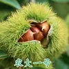 Uma muda de castanha para entrega, extra grande, plantada no norte e sul, Dahongpao, e frutificando no mesmo ano, plantada em Qianxi, castanheiras enxertadas