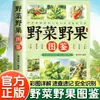 Guía Ilustrada para Identificar Verduras y Bayas y Sus Usos Medicinales: Un Libro sobre los Tipos y Beneficios de las Verduras y Bayas Silvestres para la Recolección al Aire Libre