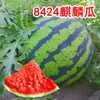 Mudas de Vegetais de Primavera, Mudas de Pimenta, Tomates de Varanda Quatro Estações, Berinjelas, Pepinos, Melancias, Buchas Vegetais, Mudas de Abóbora, Plantio Sul