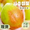 Peras Rojas Crujientes de Shaanxi 10 Frutas Frescas Peras Crujientes de Temporada Caja Completa Peras Crujientes Qingxue Peras Especiales de Temporada Envío Gratis