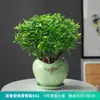 Repelente de Mosquitos, Madera de Pimienta Fragante, Plantas Verdes de Interior en Maceta, Fácil de Cultivar, Absorbe Formaldehído, Plántulas de Flor Jiuli Xiang, Cultivo en Agua
